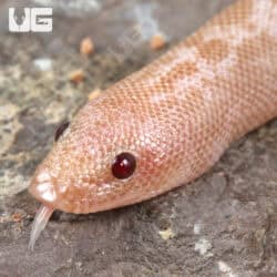 Baby Snow Granite Kenyan Sand Boas For Sale - Underground Reptiles