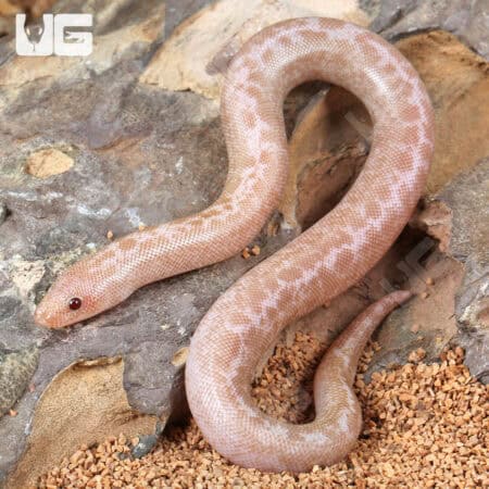 Baby Snow Granite Kenyan Sand Boas For Sale - Underground Reptiles