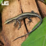 Baby Sun Skinks For Sale - Underground Reptiles