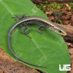 Baby Sun Skinks For Sale - Underground Reptiles