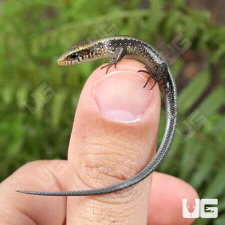 Baby Sun Skinks For Sale - Underground Reptiles