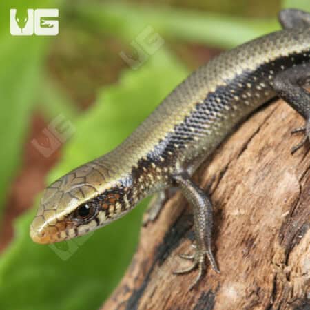 Baby Sun Skinks For Sale - Underground Reptiles