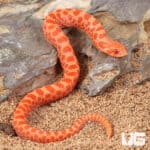 Baby Sunburst Western Hognose Snakes (Heterodon nasicus) For Sale - Underground Reptiles