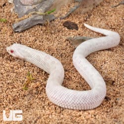 Baby Yeti Western Hognose Snakes (Heterodon nasicus) For Sale - Underground Reptiles