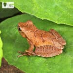Pine Woods Tree Frog (Dryophytes femoralis) For Sale - Underground Reptiles