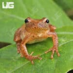 Pine Woods Tree Frog (Dryophytes femoralis) For Sale - Underground Reptiles