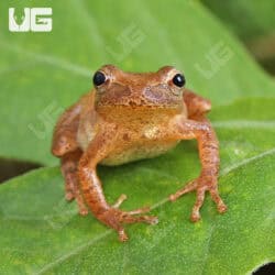 Pine Woods Tree Frog (Dryophytes femoralis) For Sale - Underground Reptiles