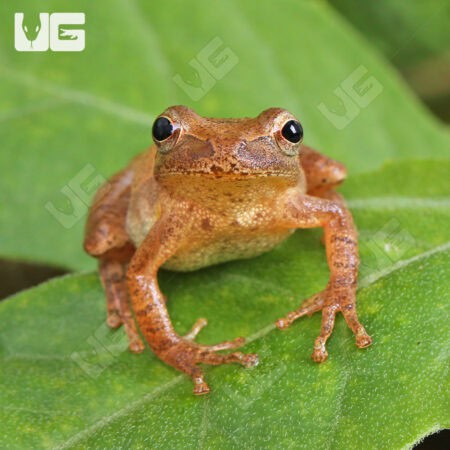 Pine Woods Tree Frog (Dryophytes femoralis) For Sale - Underground Reptiles