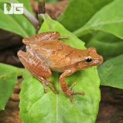 Pine Woods Tree Frog (Dryophytes femoralis) For Sale - Underground Reptiles