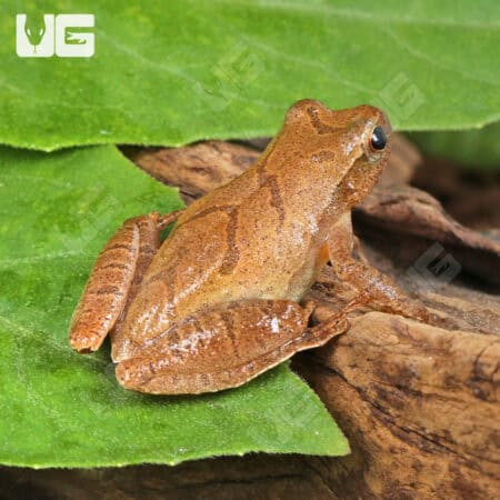 Pine Woods Tree Frog (Dryophytes femoralis) For Sale - Underground Reptiles