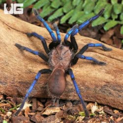 Borneo Neon Blue Leg Tarantulas For Sale - Underground Reptiles