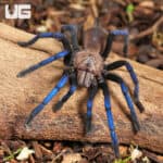 Borneo Neon Blue Leg Tarantulas For Sale - Underground Reptiles