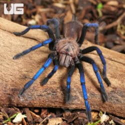 Tarantulas / Spiders