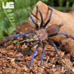 Borneo Neon Blue Leg Tarantulas For Sale - Underground Reptiles