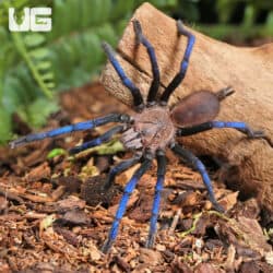 Borneo Neon Blue Leg Tarantulas For Sale - Underground Reptiles