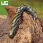 Bumblebee Millipedes For Sale - Underground Reptiles