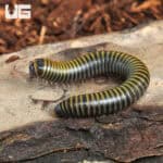 Bumblebee Millipedes For Sale - Underground Reptiles