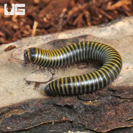 Bumblebee Millipedes For Sale - Underground Reptiles