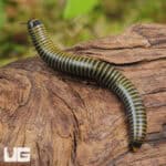Bumblebee Millipedes For Sale - Underground Reptiles