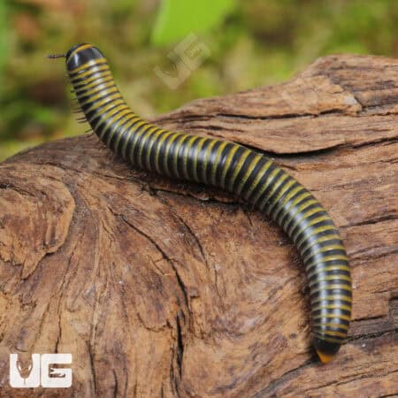Bumblebee Millipedes For Sale - Underground Reptiles