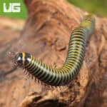 Bumblebee Millipedes For Sale - Underground Reptiles