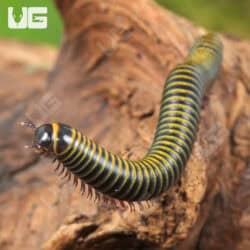 Bumblebee Millipedes For Sale - Underground Reptiles