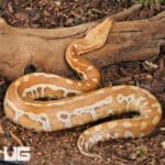 Yearling Female Albino Blood Python (Python curtus) For Sale - Underground Reptiles
