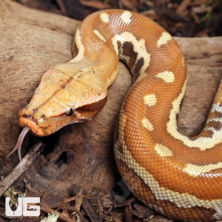 Yearling Female Albino Blood Python (Python curtus) For Sale - Underground Reptiles