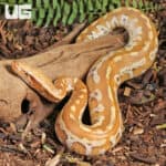 Yearling Female Albino Blood Python (Python curtus) For Sale - Underground Reptiles