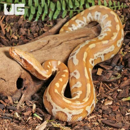 Yearling Female Albino Blood Python (Python curtus) For Sale - Underground Reptiles