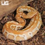 Yearling Female Albino Blood Python (Python curtus) For Sale - Underground Reptiles