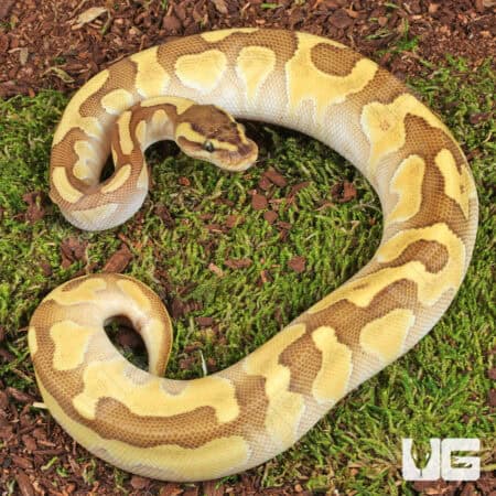 Beautiful yellow and brown patterned Ball Python on mossy ground.
