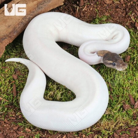 High White Mojave Pied Ball Python For Sale - Underground Reptiles