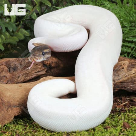 High White Mojave Pied Ball Python For Sale - Underground Reptiles
