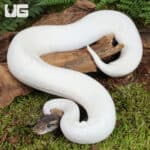 High White Mojave Pied Ball Python For Sale - Underground Reptiles