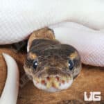 High White Mojave Pied Ball Python For Sale - Underground Reptiles