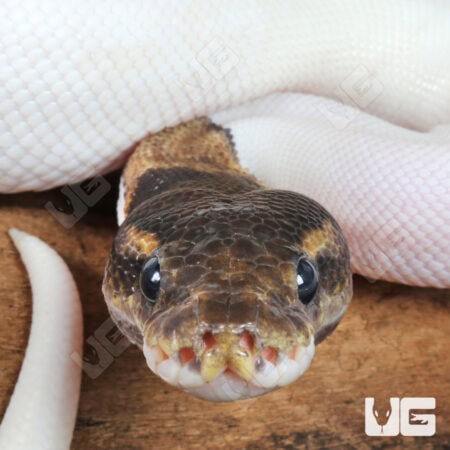 High White Mojave Pied Ball Python For Sale - Underground Reptiles