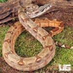 Hypo Colombian Redtail Boas (Boa constrictor imperator) For Sale - Underground Reptiles