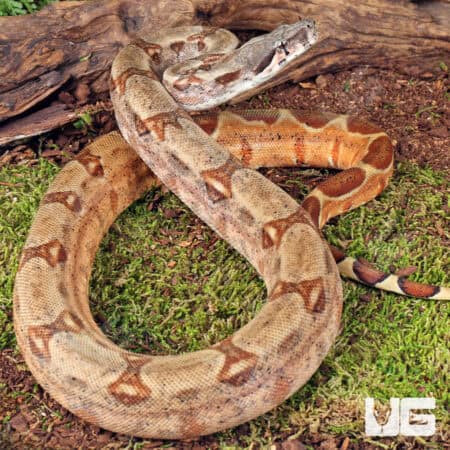 Hypo Colombian Redtail Boas (Boa constrictor imperator) For Sale - Underground Reptiles