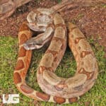Hypo Colombian Redtail Boas (Boa constrictor imperator) For Sale - Underground Reptiles