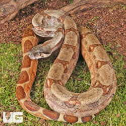 Hypo Colombian Redtail Boas (Boa constrictor imperator) For Sale - Underground Reptiles