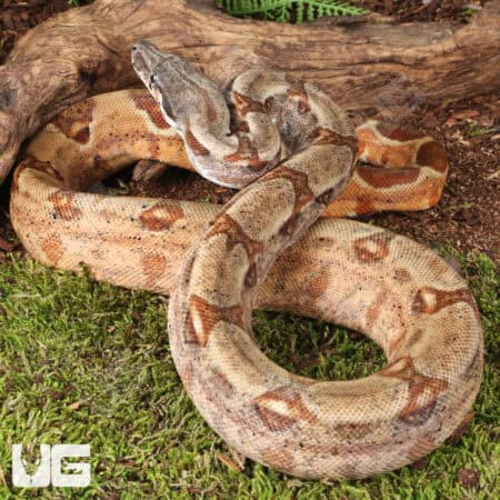 Hypo Colombian Redtail Boas (Boa constrictor imperator) For Sale - Underground Reptiles
