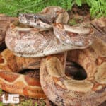 Hypo Colombian Redtail Boas (Boa constrictor imperator) For Sale - Underground Reptiles