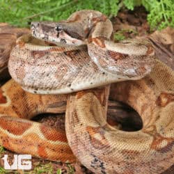Hypo Colombian Redtail Boas (Boa constrictor imperator) For Sale - Underground Reptiles
