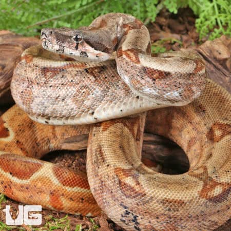 Hypo Colombian Redtail Boas (Boa constrictor imperator) For Sale - Underground Reptiles