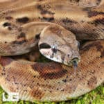 Yearling Female Het Albino Blood Python (Python curtus) For Sale - Underground Reptiles