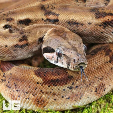 Yearling Female Het Albino Blood Python (Python curtus) For Sale - Underground Reptiles