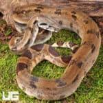 Yearling Female Het Albino Blood Python (Python curtus) For Sale - Underground Reptiles