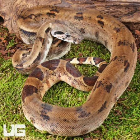 Yearling Female Het Albino Blood Python (Python curtus) For Sale - Underground Reptiles
