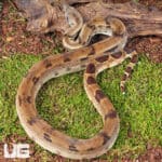 Yearling Female Het Albino Blood Python (Python curtus) For Sale - Underground Reptiles